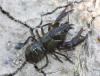 Austropotamobius pallipes